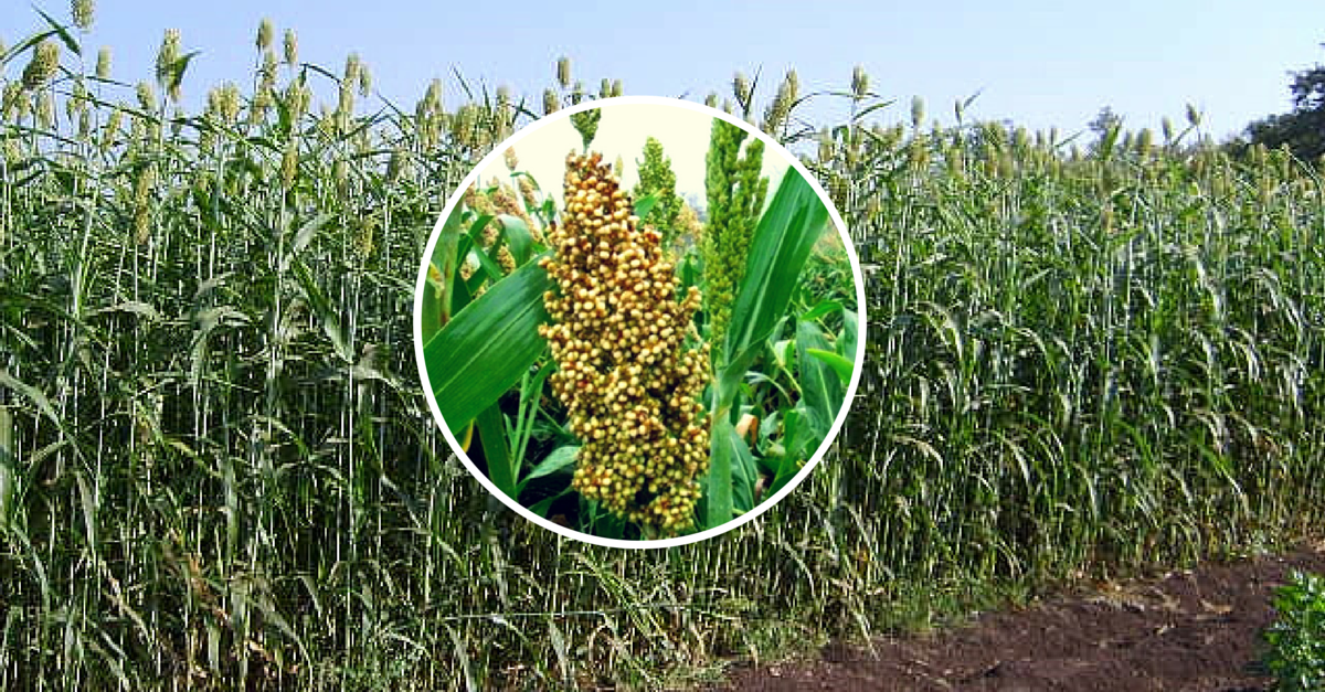 The Sweet Sorghum Crop - Jowar Plant, Transparent background PNG HD thumbnail