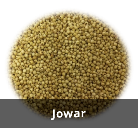 Jowar Seeds