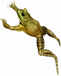 While Reading U201Cthe Notorious Jumping Frog Of Calaveras Countyu201D By Mark Twain, I Noticed The - Jumping Frog, Transparent background PNG HD thumbnail