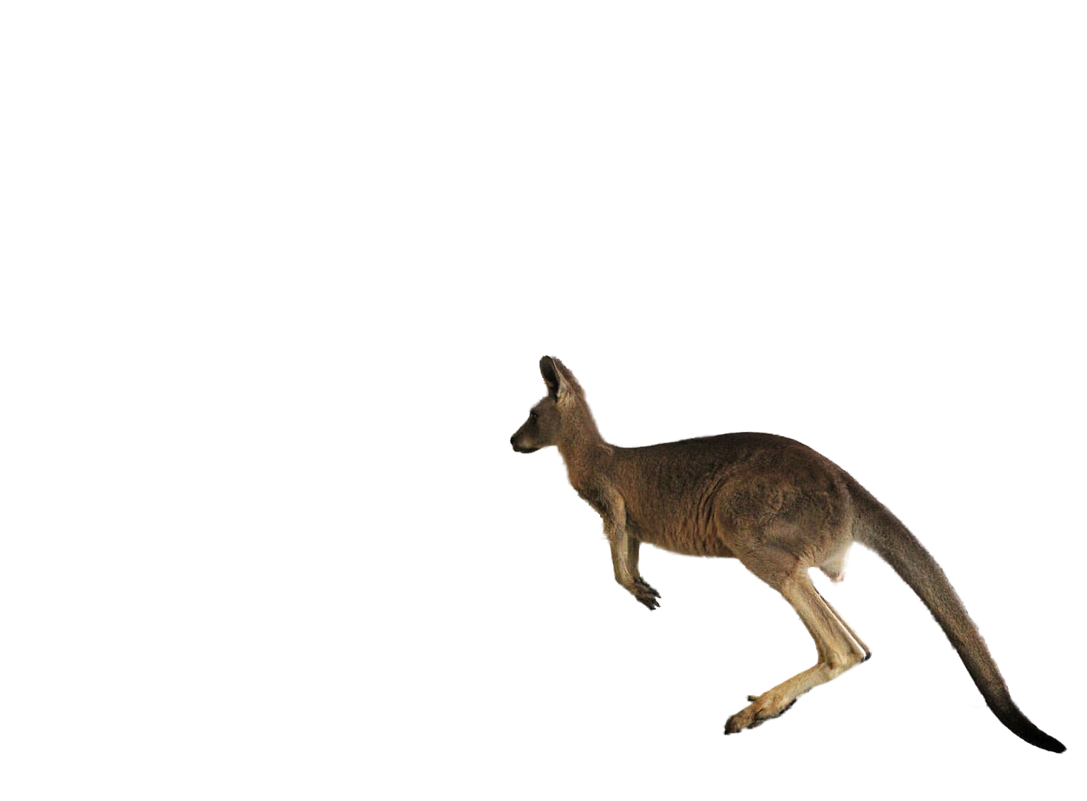 Kangaroo jumping png
