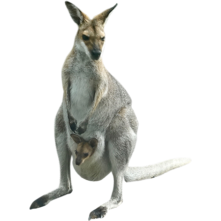 A Mother Kangaroo With Her Baby In Pouch Is Bounding Around Your Photoshop Project. - Kangaroo, Transparent background PNG HD thumbnail