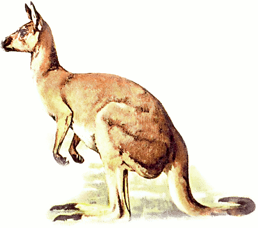 Kangaroo 4 - Kangaroo, Transparent background PNG HD thumbnail
