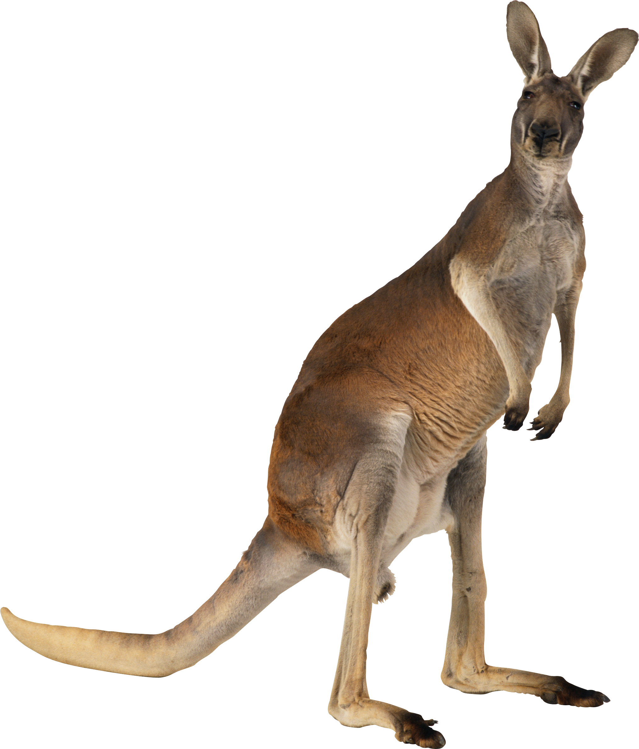 Kangaroo Png - Kangaroo, Transparent background PNG HD thumbnail
