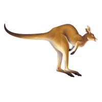 Similar Kangaroo Png Image - Kangaroo, Transparent background PNG HD thumbnail