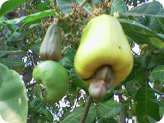 Cashew apple with nut - A cas