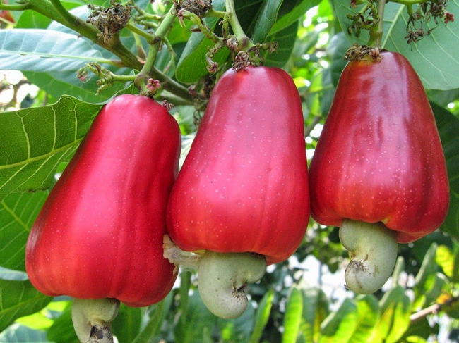 Health Benefits of Cashew Nut