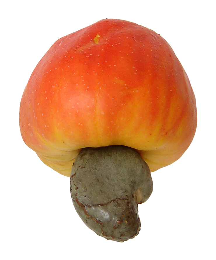 Cashew Apple With Nut   A Cashew Nut And Accessory Fruit In The Town Of Prainha - Kasoy, Transparent background PNG HD thumbnail