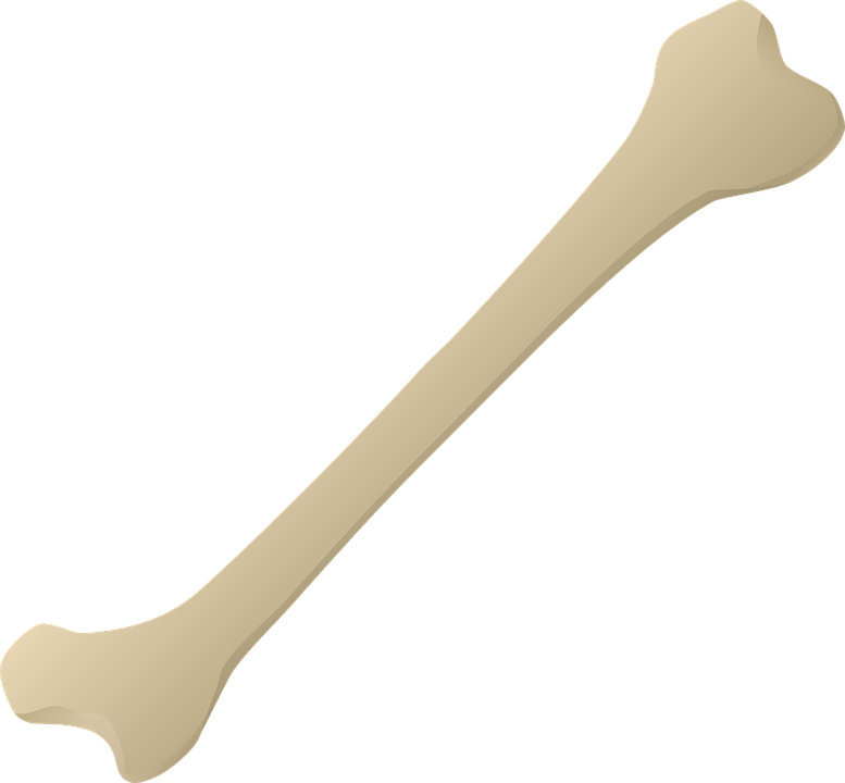 Bone, Bone Carving, Leg Bone, Animal Bone, Man Bone - Kemik, Transparent background PNG HD thumbnail