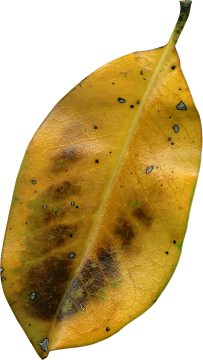Daun Magnolia, Musim Gugur, Kering, Flora, Daun, Alam - Kering, Transparent background PNG HD thumbnail