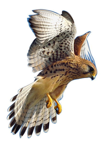 Welcome To Kestrel Financial Services - Kestrel, Transparent background PNG HD thumbnail