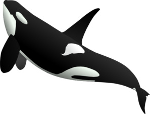 Killer Whale Png - Ascending Whale Clip Art, Transparent background PNG HD thumbnail