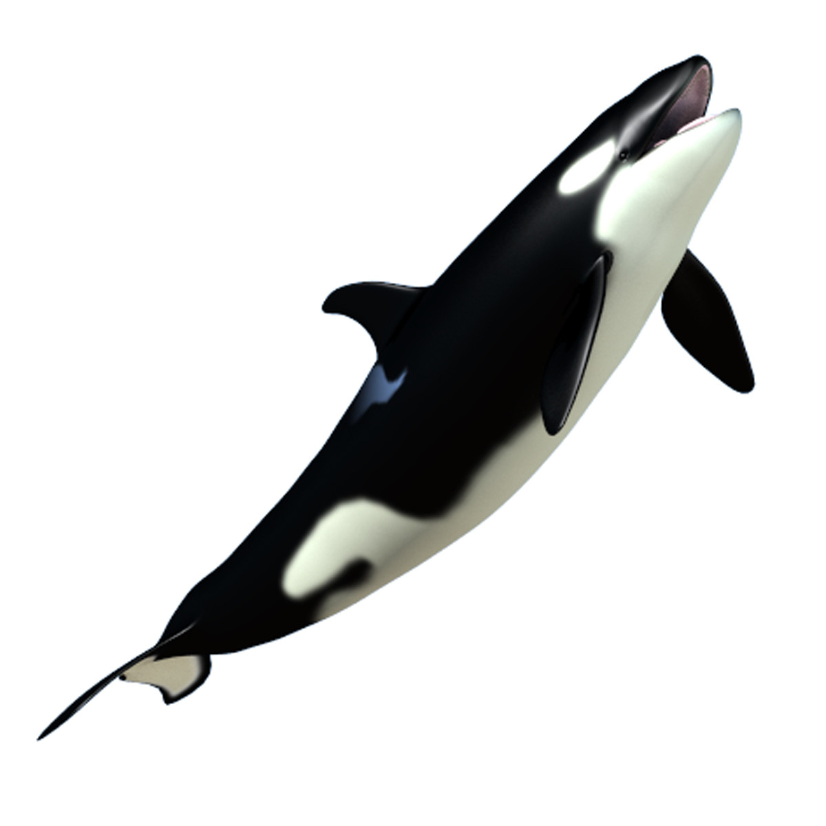 Baby Killer Whale 3D Dxf - Killer Whale, Transparent background PNG HD thumbnail