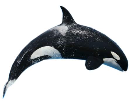 Killer Whale Png - Download Killer Whale Png Images Transparent Gallery. Advertisement, Transparent background PNG HD thumbnail