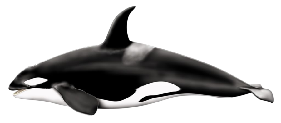 Killer Whale Png - Download Png Image   Killer Whale Png Pic, Transparent background PNG HD thumbnail