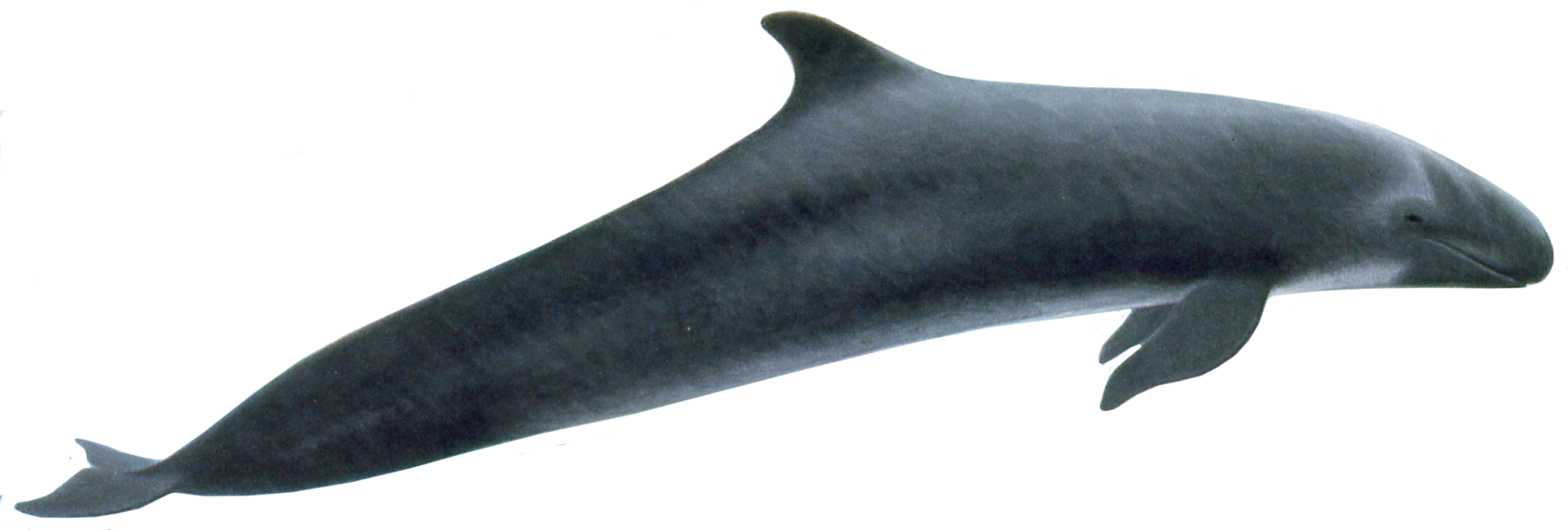 False Killer Whale - Killer Whale, Transparent background PNG HD thumbnail