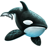 Huge Item Killerwhale 01.png - Killer Whale, Transparent background PNG HD thumbnail