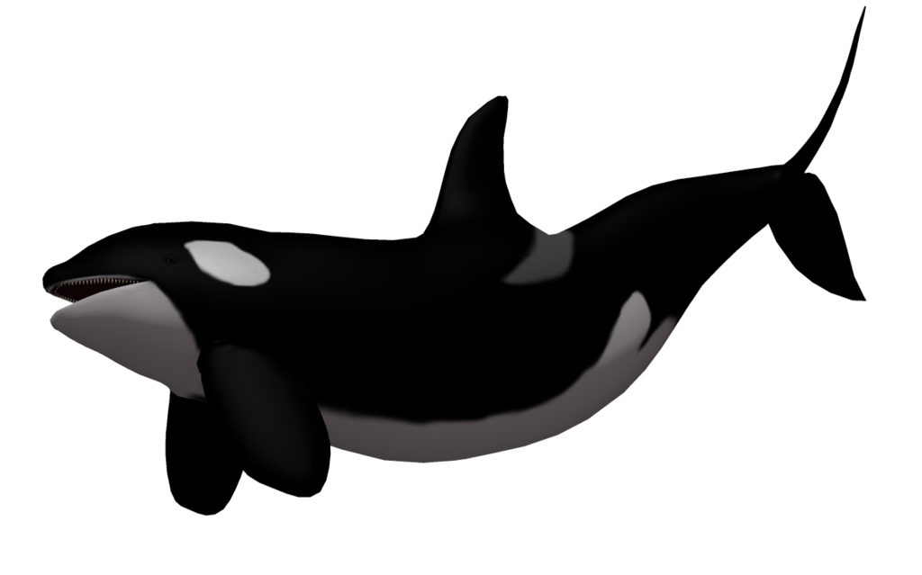 Killer Whale 02 By Wolverine041269 Hdpng.com  - Killer Whale, Transparent background PNG HD thumbnail