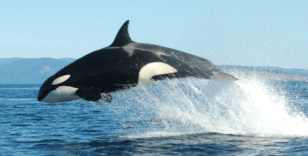Killer Whale - Killer Whale, Transparent background PNG HD thumbnail