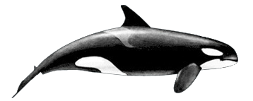 Killer Whale Female.png - Killer Whale, Transparent background PNG HD thumbnail
