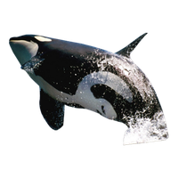 Killer Whale Free Png Image Png Image - Killer Whale, Transparent background PNG HD thumbnail