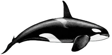 Killer Whale Male.png - Killer Whale, Transparent background PNG HD thumbnail