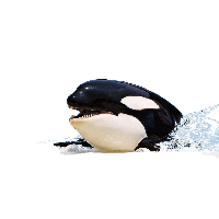 Killer Whale Picture Png Image - Killer Whale, Transparent background PNG HD thumbnail