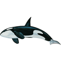 Killer Whale Png Png Image - Killer Whale, Transparent background PNG HD thumbnail