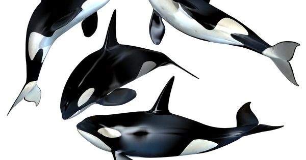 Killer Whale Png - Killer Whale Png Stock By Roys Art.deviantart Pluspng.com On @deviantart | Sea Animals Clip Art | Pinterest, Transparent background PNG HD thumbnail