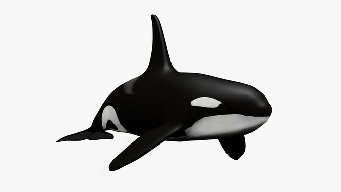 . Hdpng.com Killer Whale   Rigged 3D Model Max Obj 3Ds Fbx Blend Dae 2 Hdpng.com  - Killer Whale, Transparent background PNG HD thumbnail