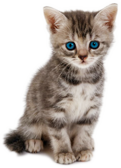 Kitten Png File PNG Image