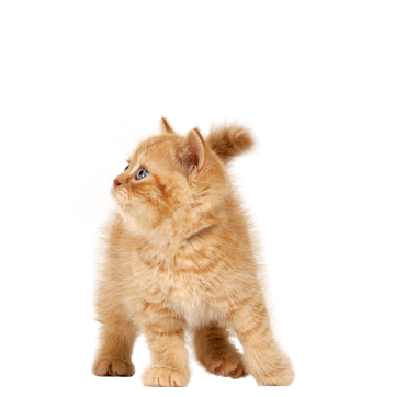 Cats Png Free Images Download Pngimgcom - Kitten, Transparent background PNG HD thumbnail