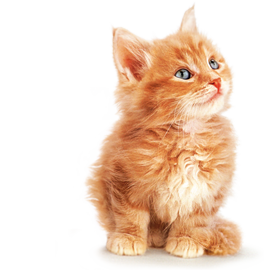 Kitten Png File PNG Image
