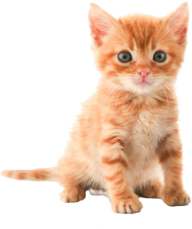 Cute Kitten Png - Kitten, Transparent background PNG HD thumbnail