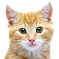 Kitten Free Download Png Png Image - Kitten, Transparent background PNG HD thumbnail
