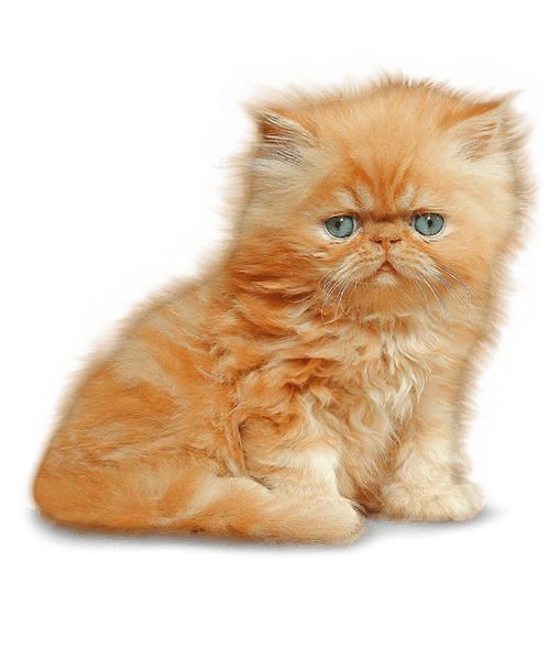 Kitten Png Image - Kitten, Transparent background PNG HD thumbnail