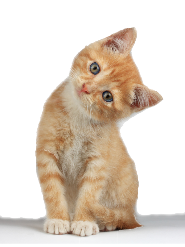 Kitten Png Clipart - Kitten, Transparent background PNG HD thumbnail
