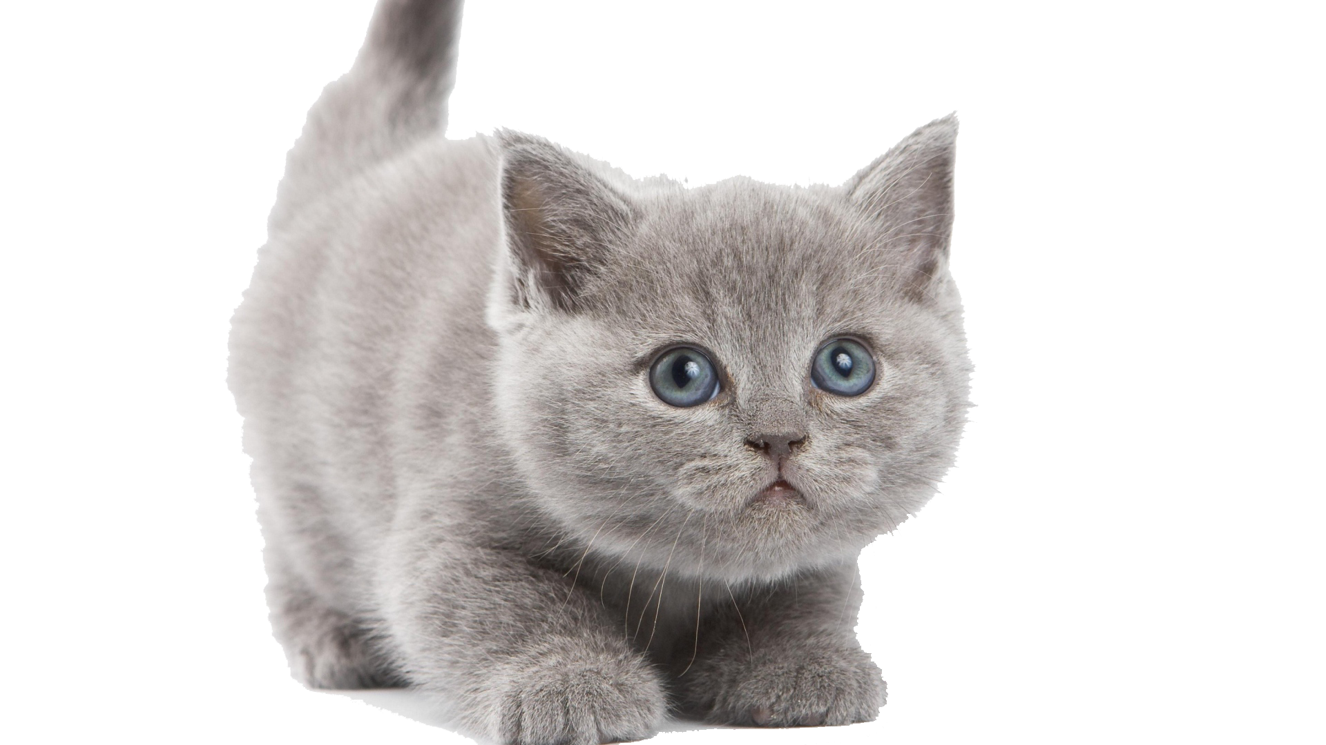 Similar Kitten PNG Image