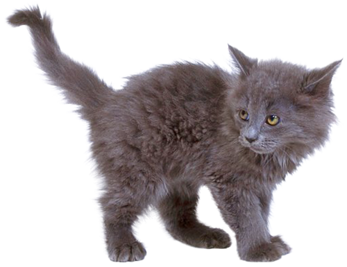Kitten Png Image, Free Download Picture - Kitten, Transparent background PNG HD thumbnail