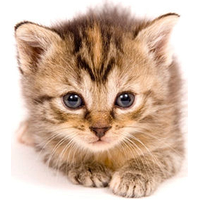 Kitten PNG Transparent Image