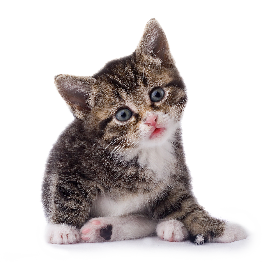 Kitten PNG Clipart