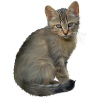 Kitten PNG Transparent Image
