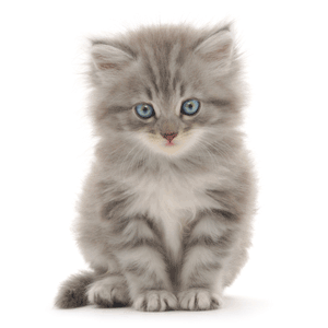 Kitten PNG - Worming-your-kitten.pn