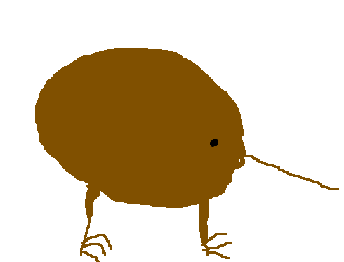 A Kiwi Bird Is A Small Flightless Bird. It Is Only Found In New Zealand. The Kiwi Has A Long Beak It Uses For Getting Food. A Kiwi Is Covered In Brown Hdpng.com  - Kiwi Bird, Transparent background PNG HD thumbnail