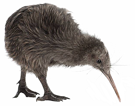 Kiwi Bird - Kiwi Bird, Transparent background PNG HD thumbnail