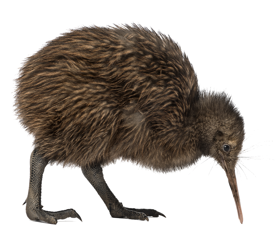 Kiwi Bird PNG Image, Kiwi Bird PNG - Free PNG