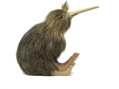 The Kiwi Is A Bird Native To New Zealand And Can Be Seen On The Badges Of Soldiers Dating Back To 1886. So, The Word Kiwi Was First Used To Describe People Hdpng.com  - Kiwi Bird, Transparent background PNG HD thumbnail