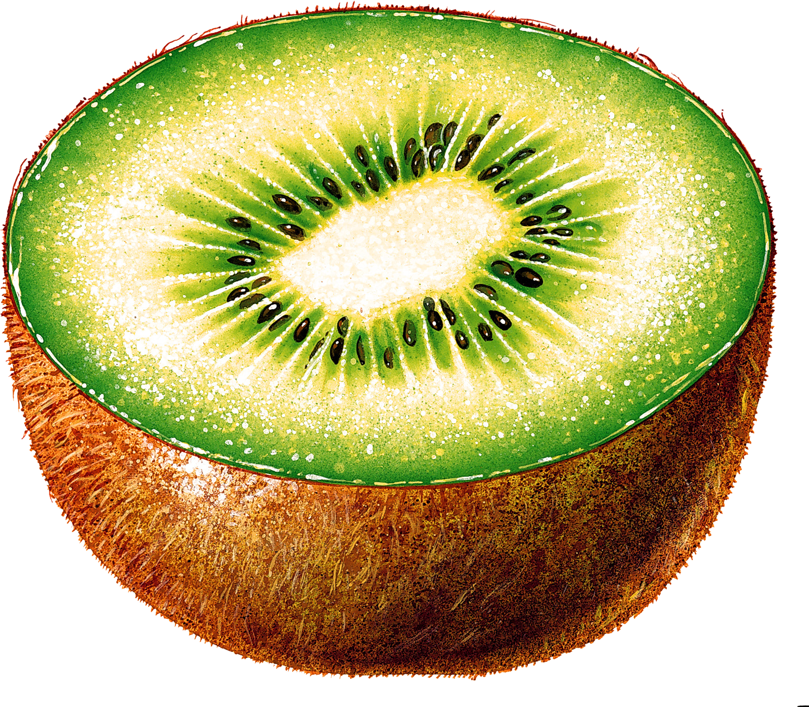 Kiwi PNG image, free fruit ki