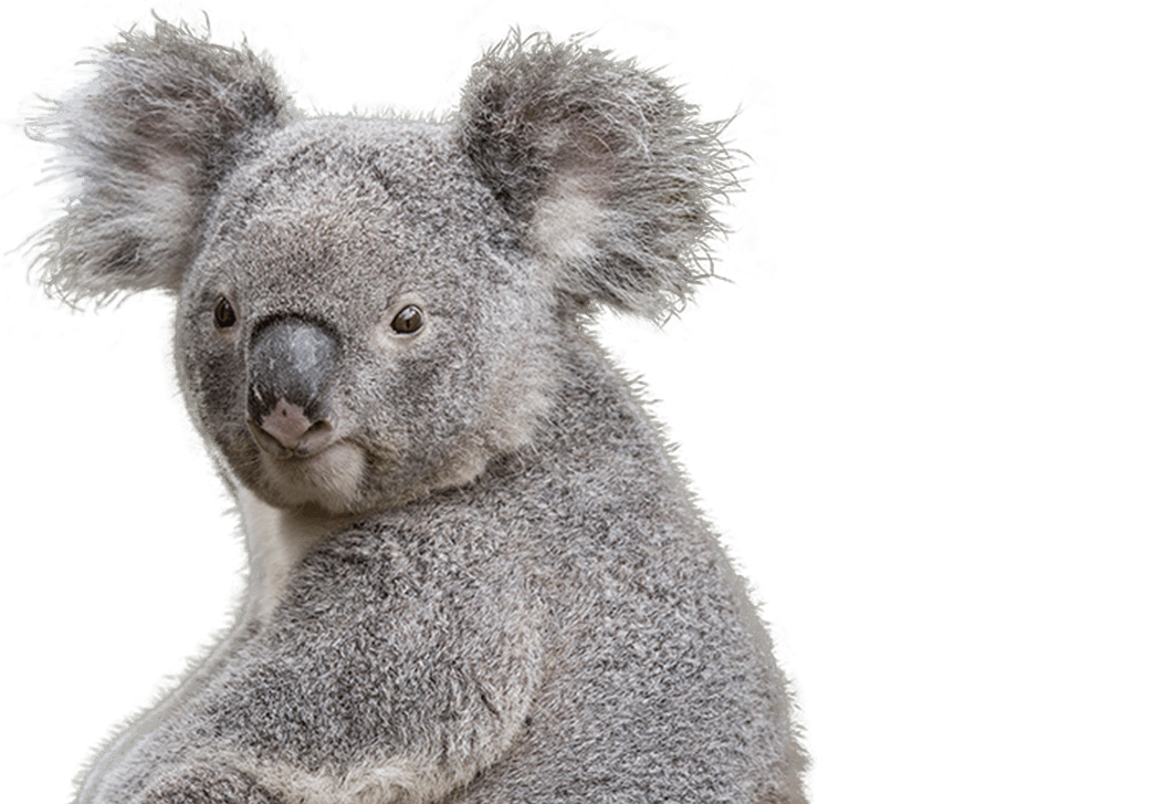 Koala Clip Art 5 - Koala Tree