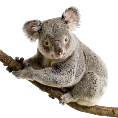 Koala Clip Art 6 - Koala Tree