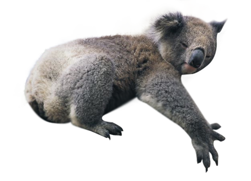 Koala Png   Koala Png Images - Koala, Transparent background PNG HD thumbnail